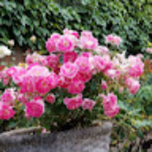 Meet your Posher, Daria